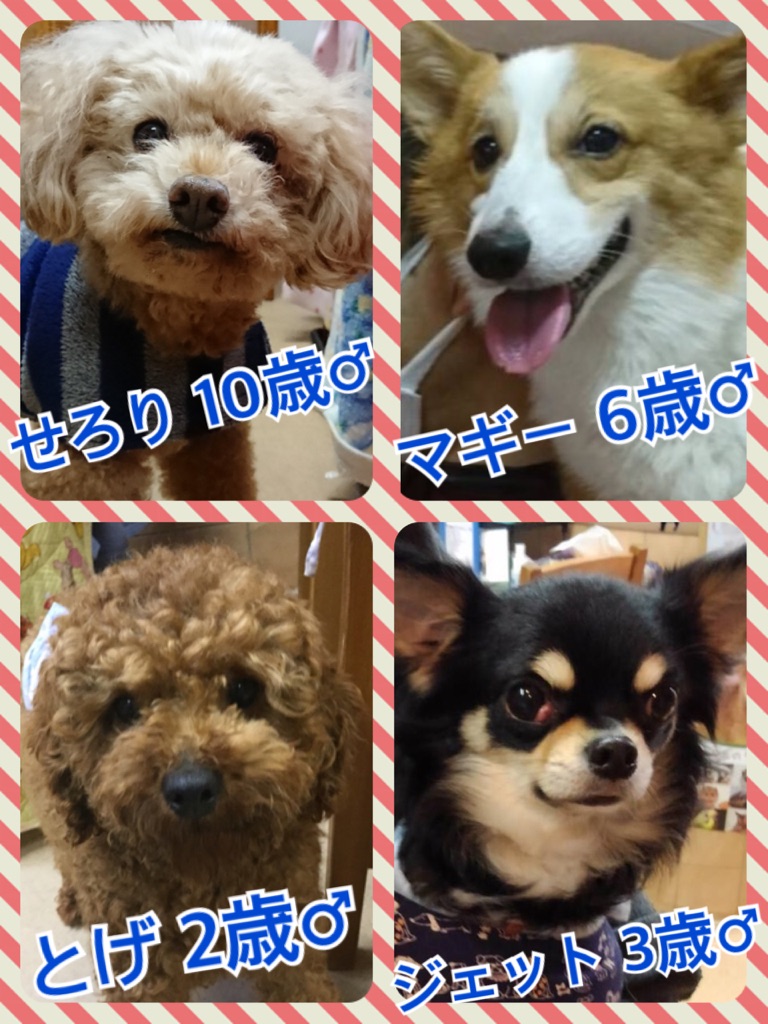 今日から３月です🌸大人の子や老犬・老猫たちにも目を向けてあげてください💓